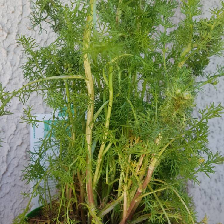 plant image 1015054
