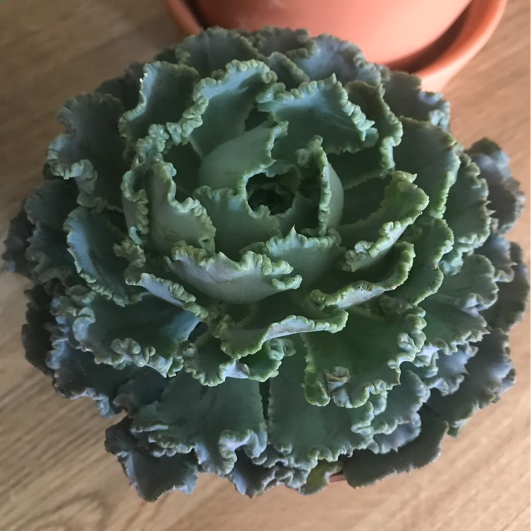 Plant image Echeveria Shaviana Truffles