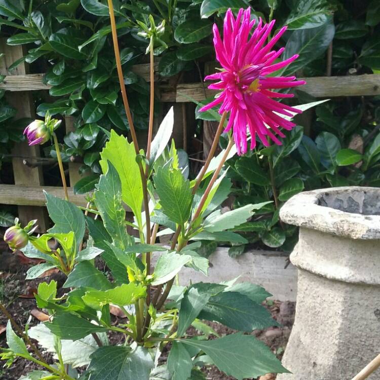 plant image 242350