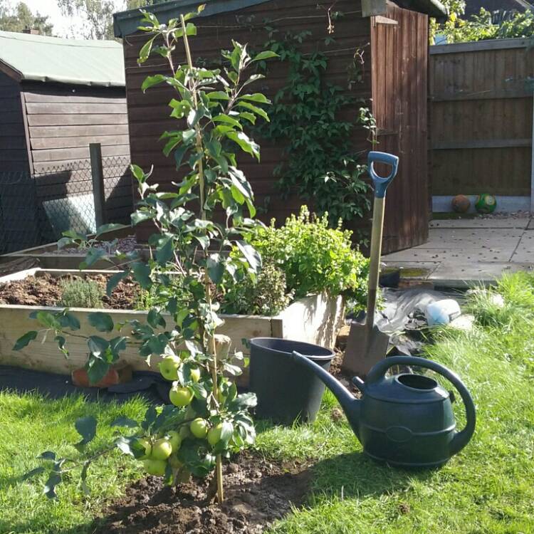 plant image 248001