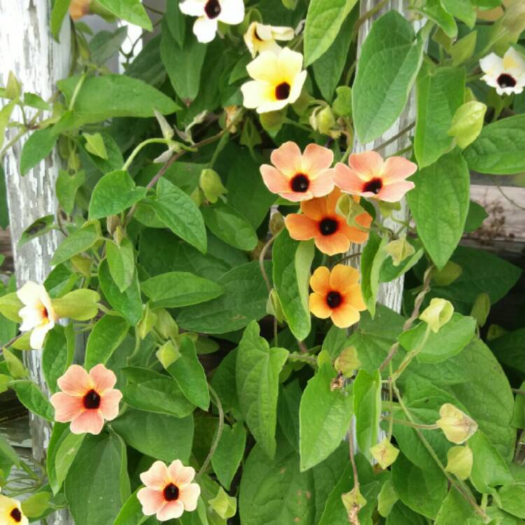 Plant image Thunbergia Alata 'African Sunset'