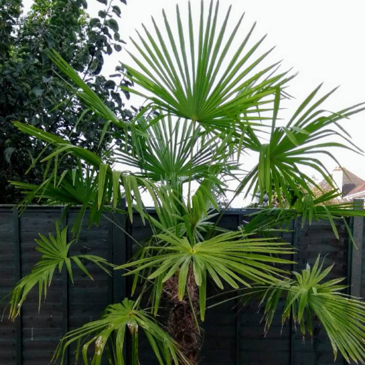 Plant image Trachycarpus 'Wagnerianus'