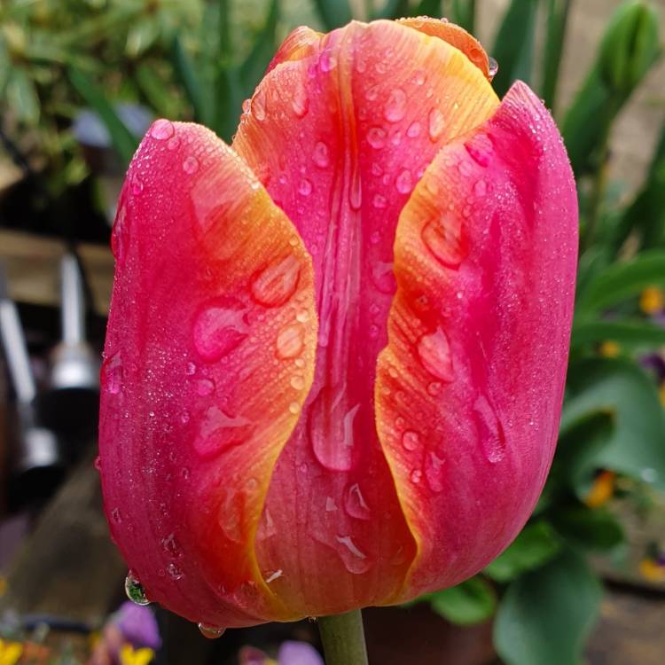 plant image 1018546
