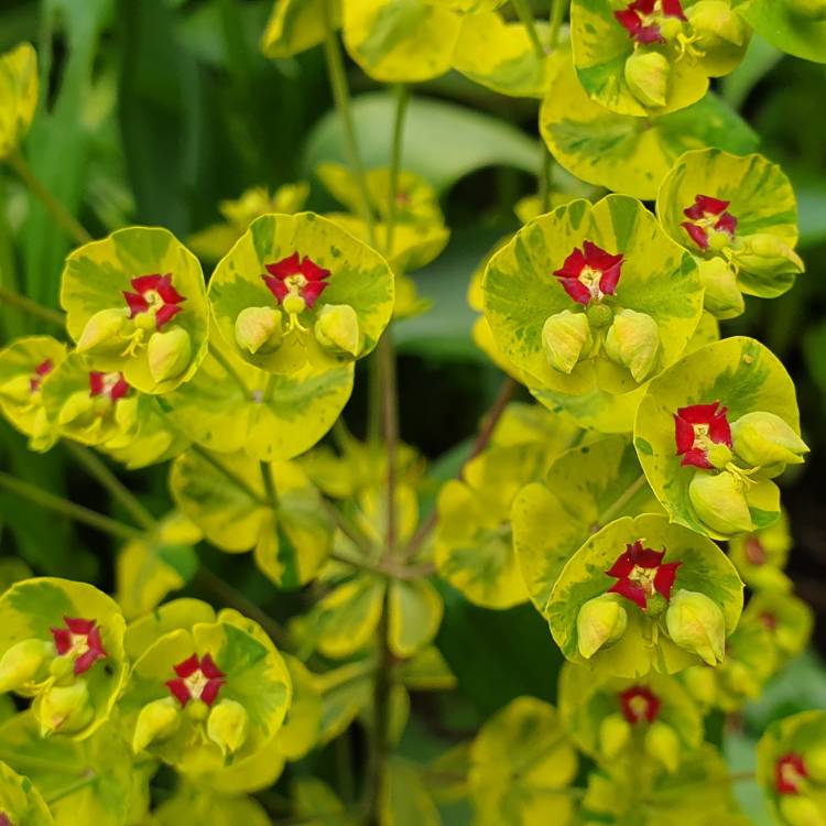 plant image 1022347 plant image 1022347