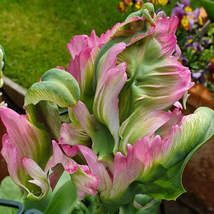 plant image 1027629