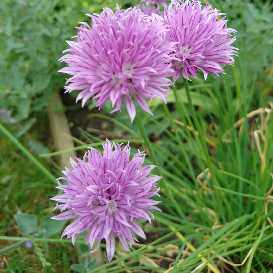 plant image 102913 plant image 102913