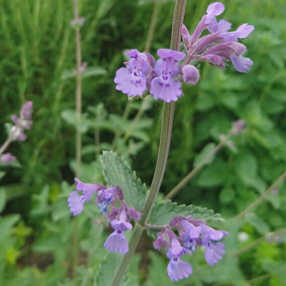 plant image 102982