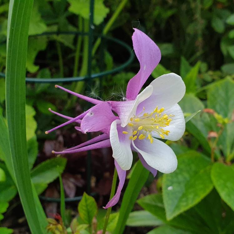 plant image 1032283