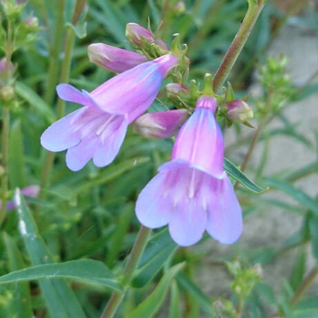 plant image 104634 plant image 104634