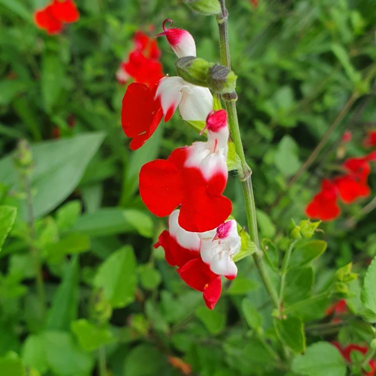 plant image 1057425