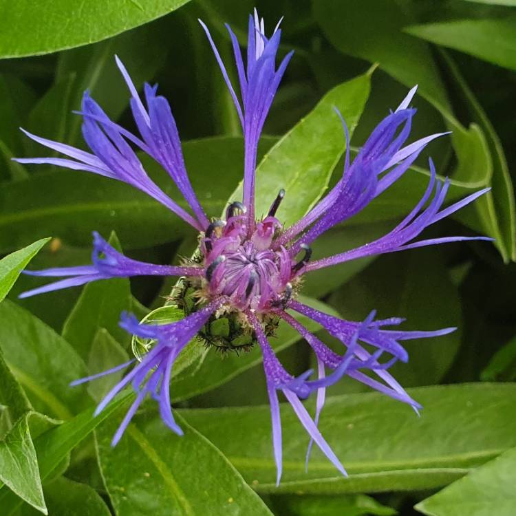 plant image 1057437 plant image 1057437