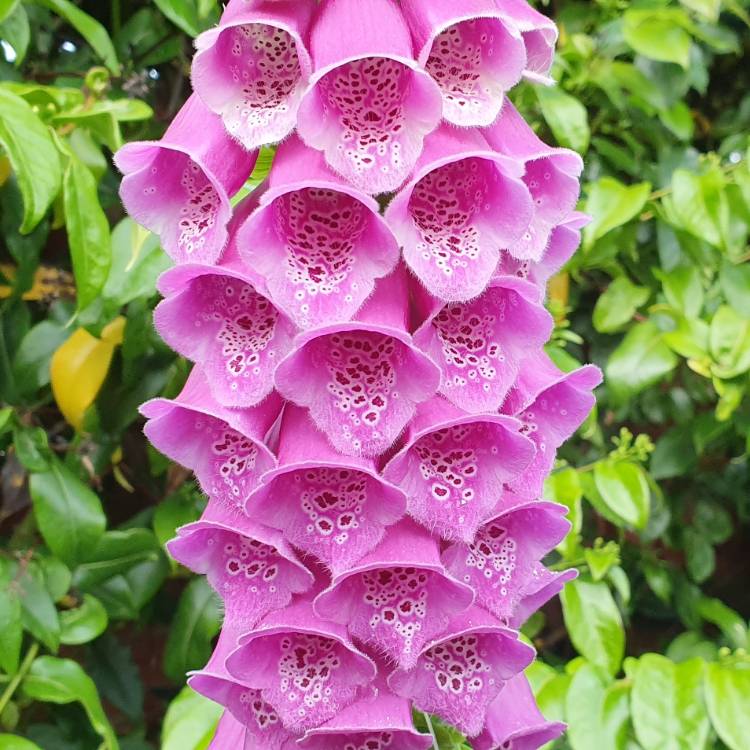 plant image 1063838