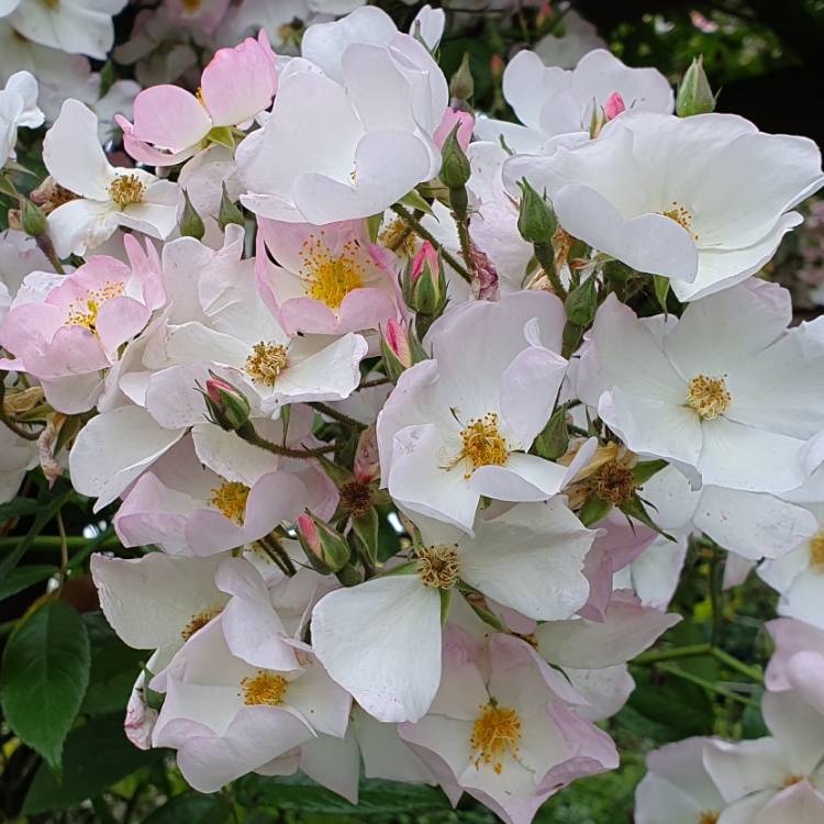 plant image 1089286