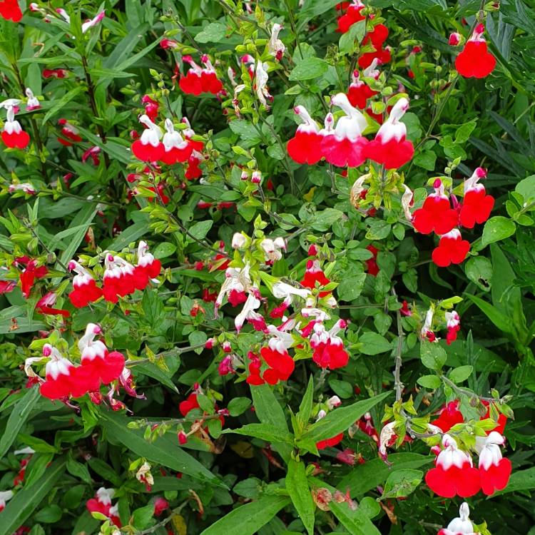 plant image 1089472