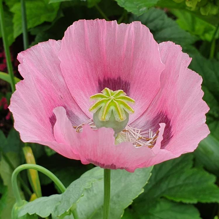 plant image 1091329 plant image 1091329