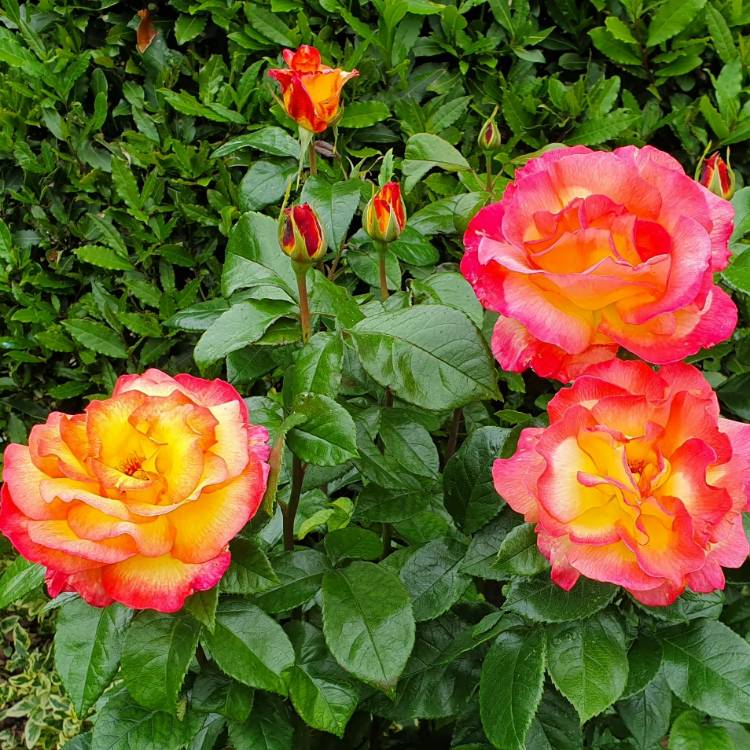 Rosa 'Sheila's Perfume', Rose 'Sheila's Perfume' - uploaded by @Andreamarie