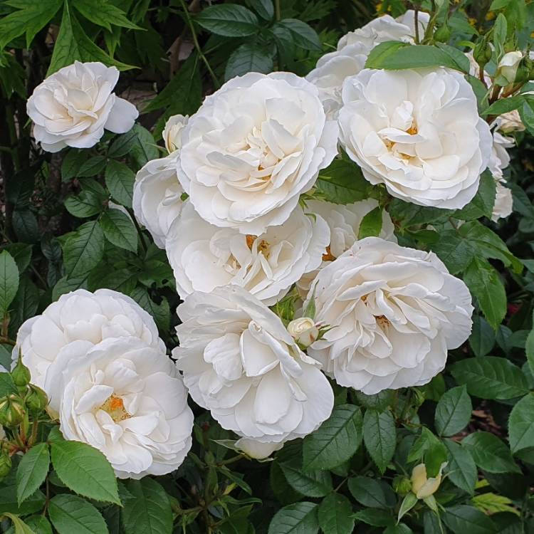 plant image 1095713 plant image 1095713