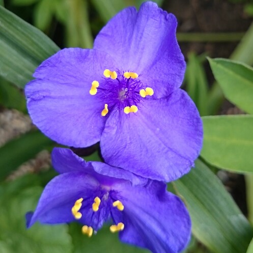 plant image 110523