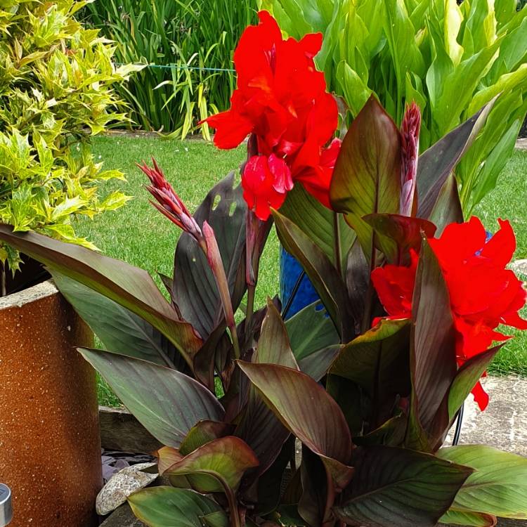 Plant image Canna 'Lon01' syn. Canna 'Tropicanna Black'