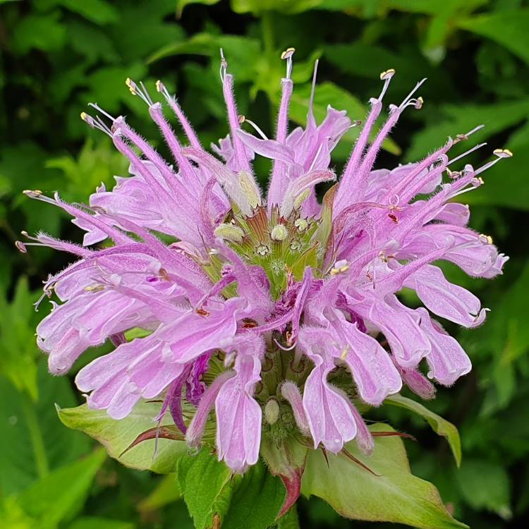 Plant image Monarda didyma 'Sugar Buzz® Blue Moon'