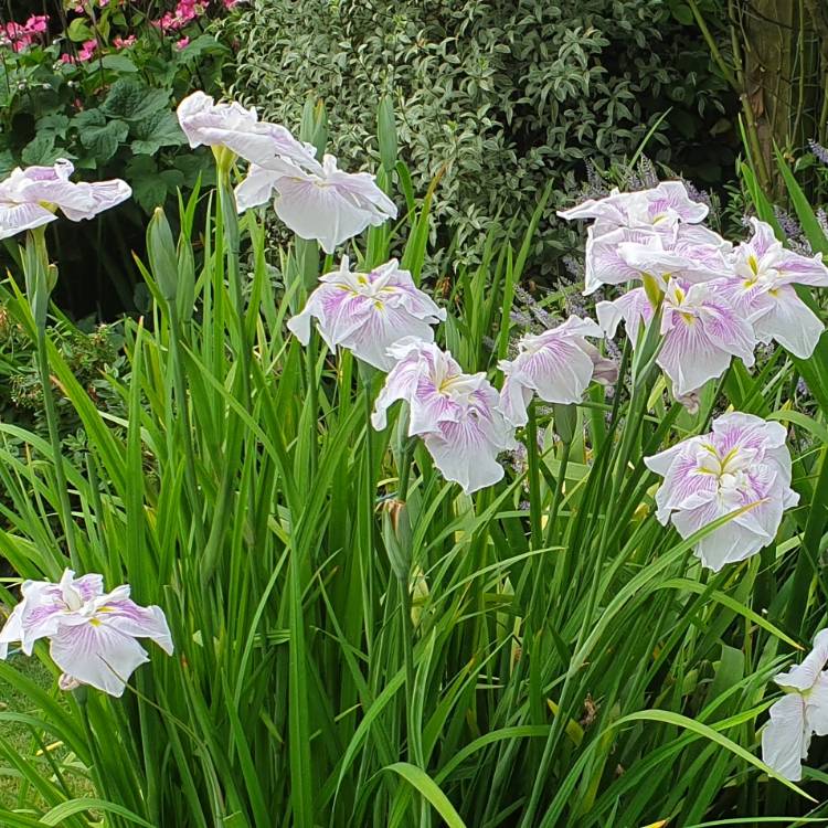 plant image 1117402 plant image 1117402