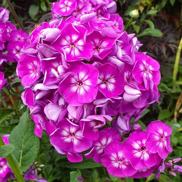 plant image 1117415 plant image 1117415