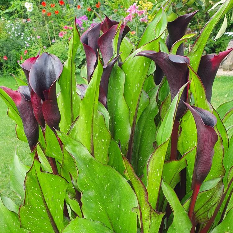 plant image 1126185 plant image 1126185