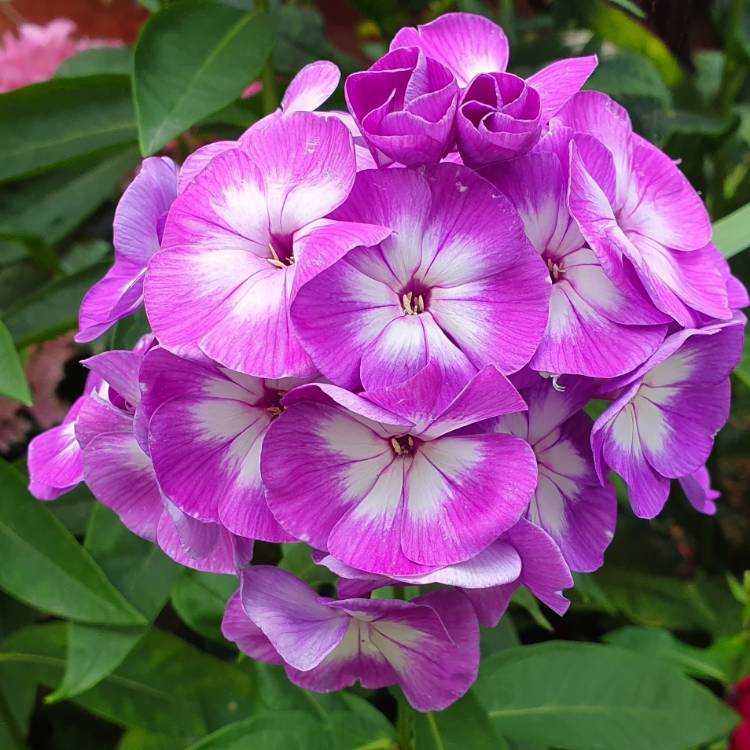 plant image 1129214 plant image 1129214