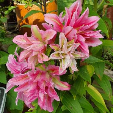 Lilium 'DL04544' syn. Lilium 'Roselily Natalia'