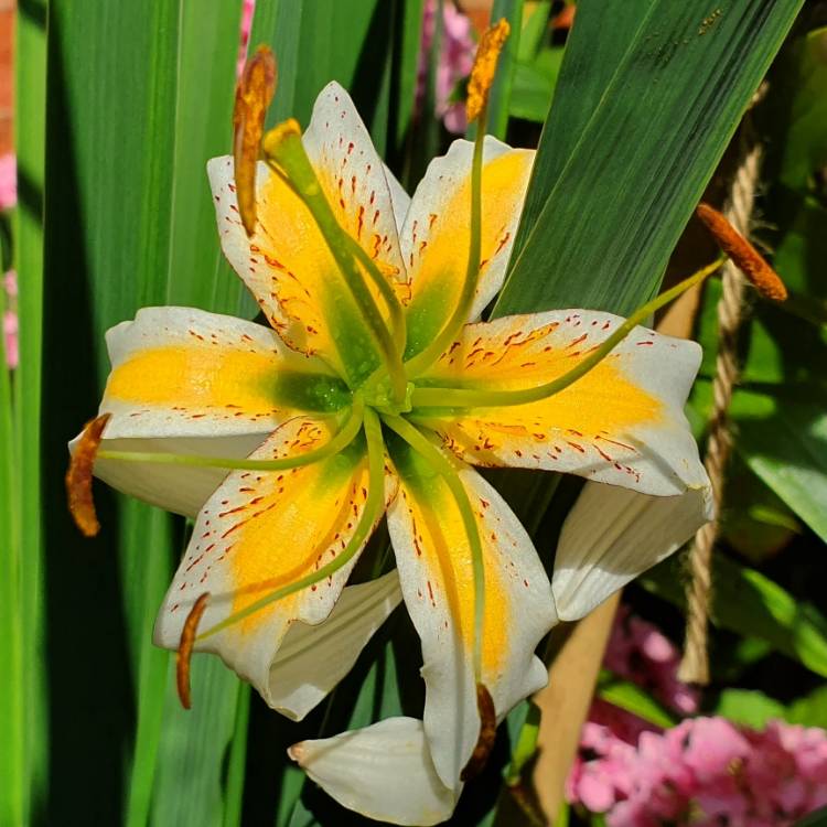 plant image 1136734 plant image 1136734