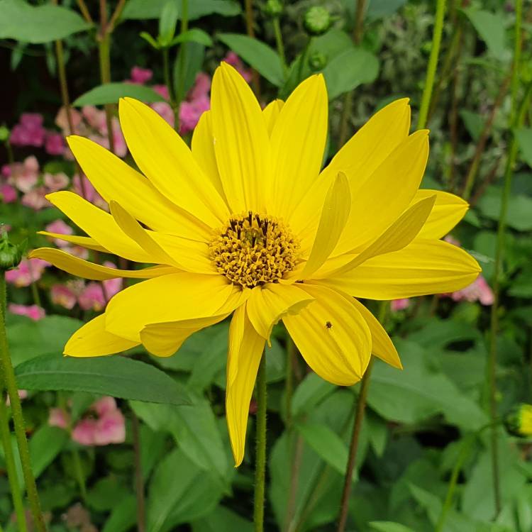 plant image 1136740 plant image 1136740