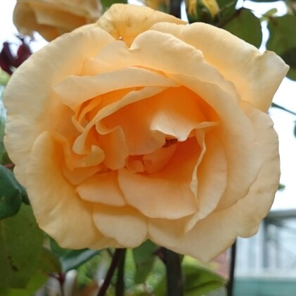 plant image 119677