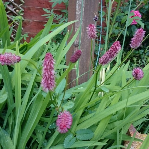 Plant image Persicaria bistorta subsp. carnea