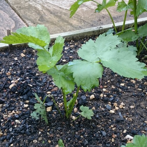 plant image 122516 plant image 122516