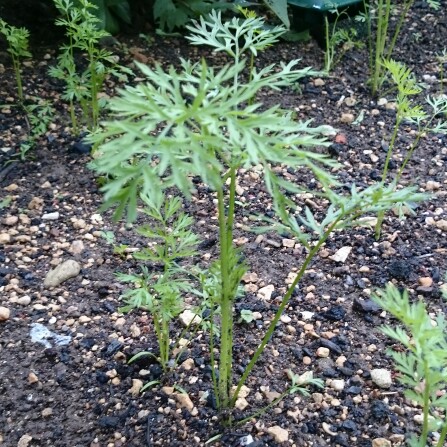 Daucus carota subsp. sativus 'Royal Chantenay'