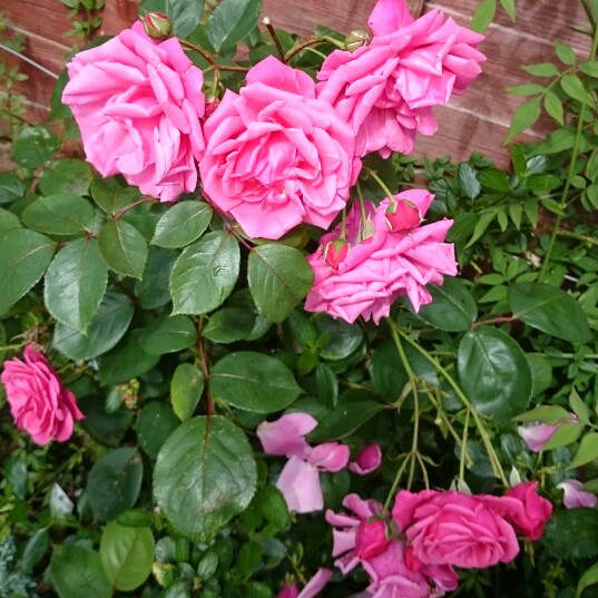 plant image 125137 plant image 125137