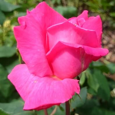 plant image 125139 plant image 125139