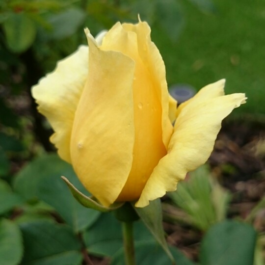plant image 125141 plant image 125141