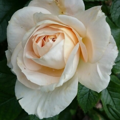 plant image 125142 plant image 125142