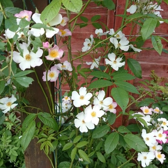 plant image 125144