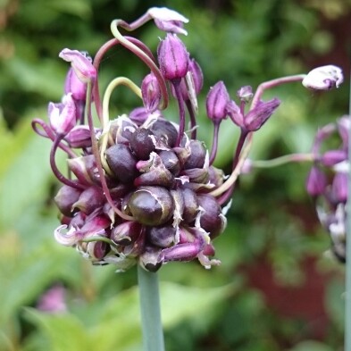 plant image 125418