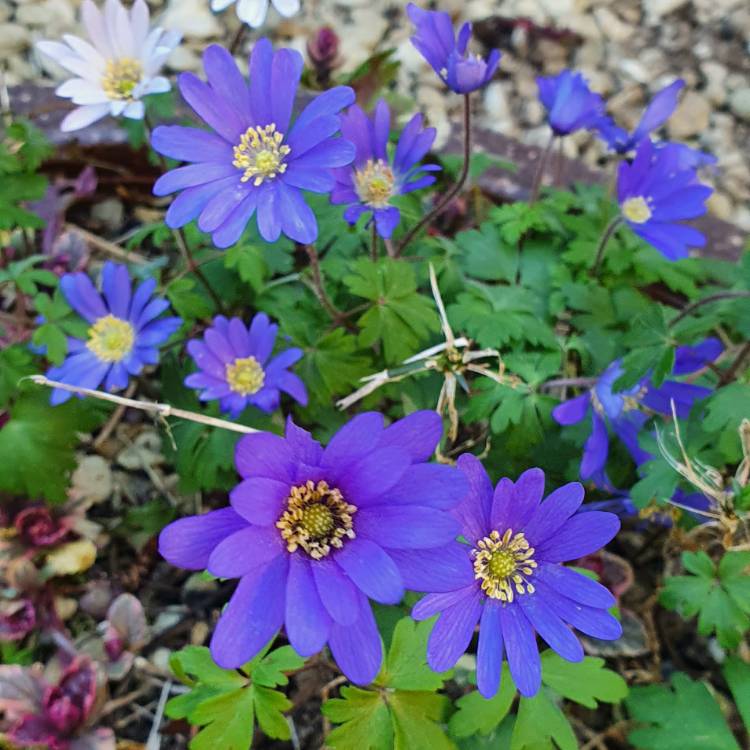 plant image 1255000 plant image 1255000
