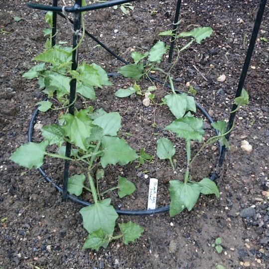 plant image 127258 plant image 127258