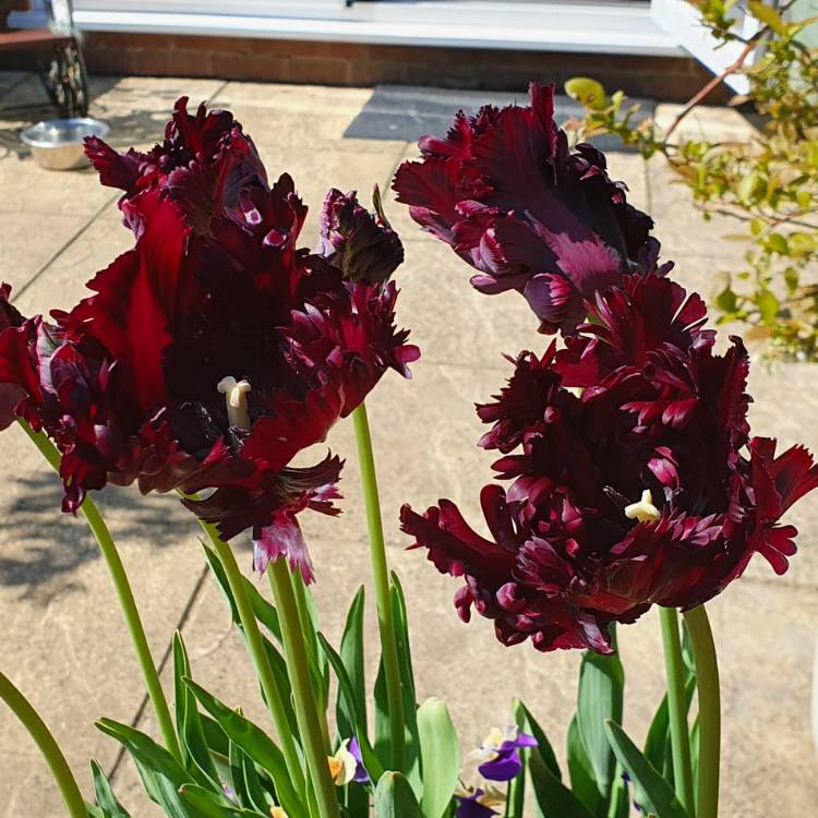 plant image 1273810