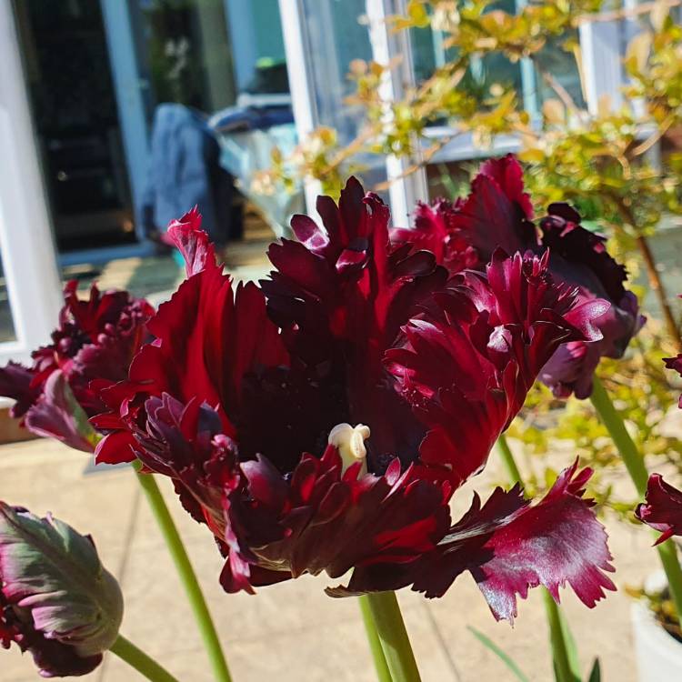 plant image 1273811