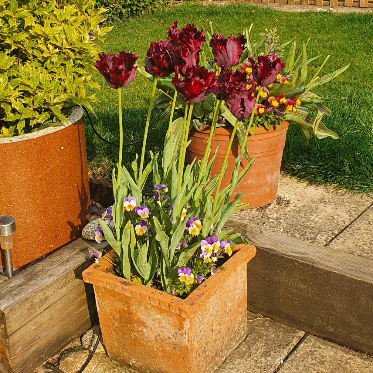 plant image 1278603