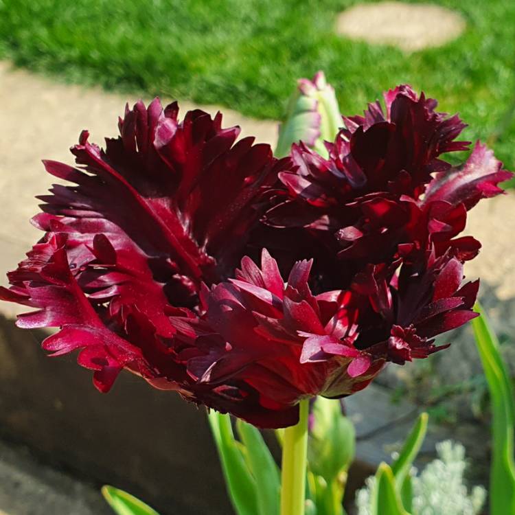 plant image 1279503