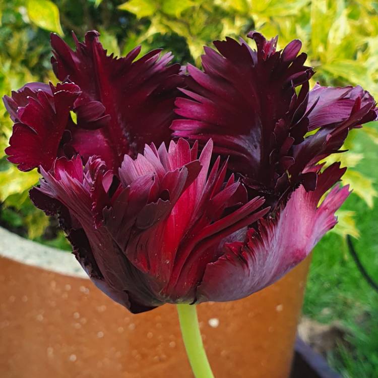plant image 1286329