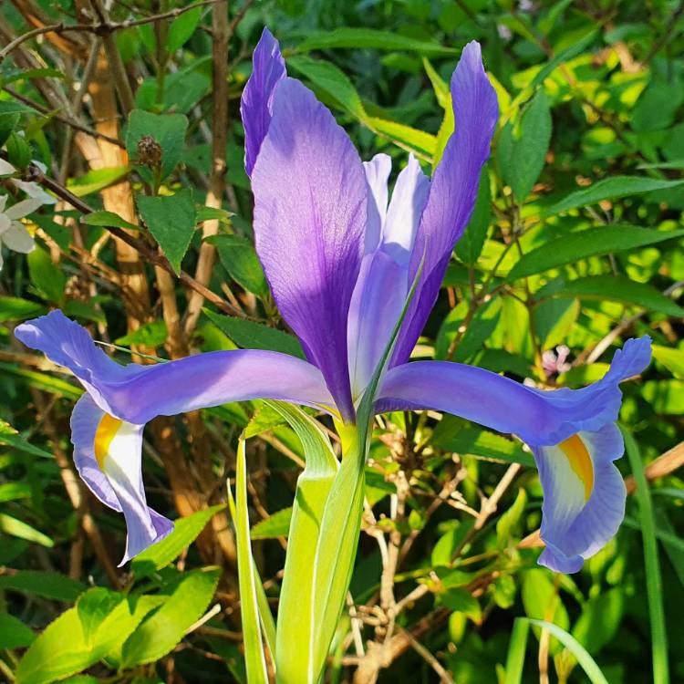 plant image 1293907 plant image 1293907