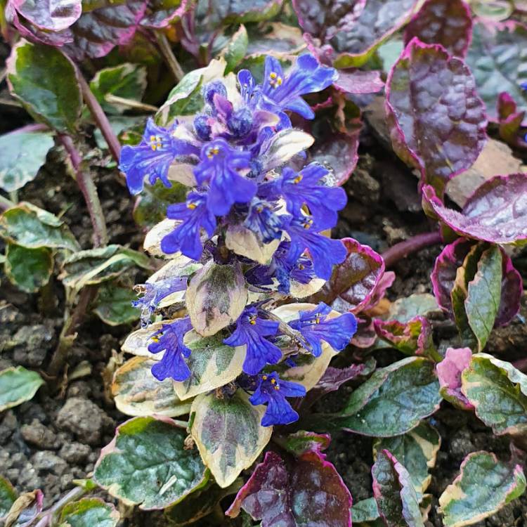 plant image 1293916 plant image 1293916